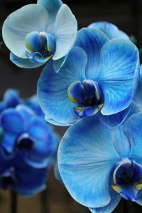 close up of blue flowers
